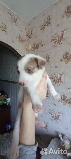 Щенки бесплатно