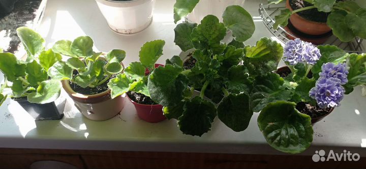 Махровые Фиалки