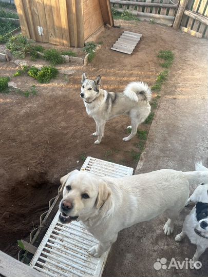 Вязка собак лабрадор