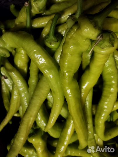 Огурцы свежие домашние