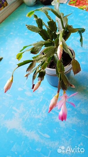 Комнатные цветы. Шлюмбергер - декабрист