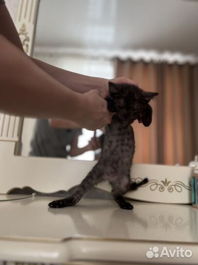 Персидская