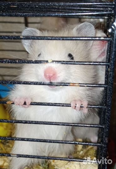 Маленькие хомки ищут дом. Сирийский хомяк