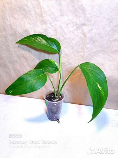 Комнатные растения - лианы часть 1 (07.08)