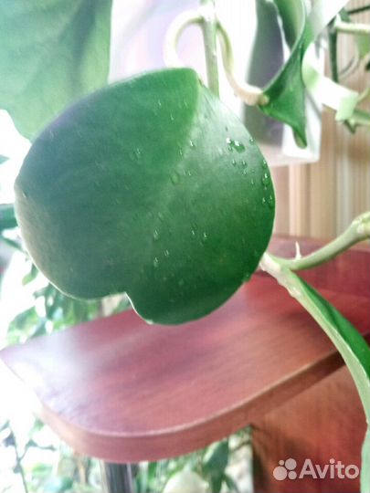 Хойя Дженифер, Лиза, Обовата и др