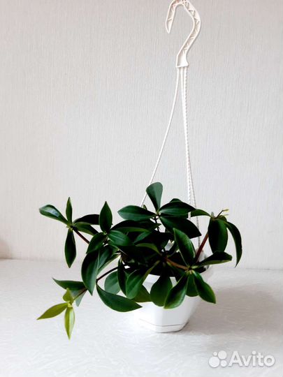 Пеперомия перескиелистная