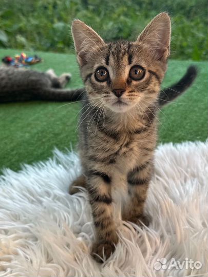 Котята в добрые руки бесплатно