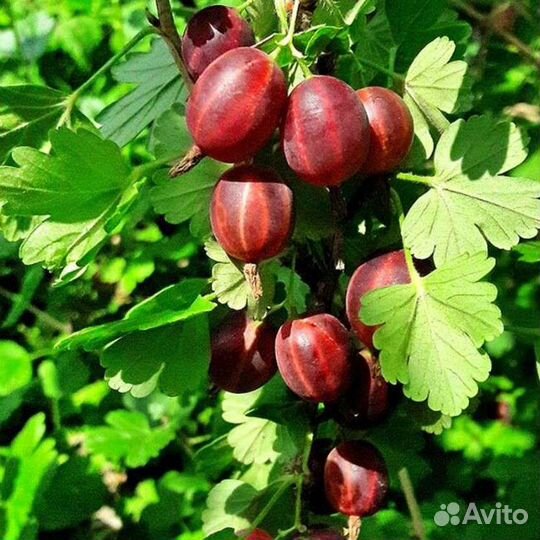 Крыжовник Северный капитан