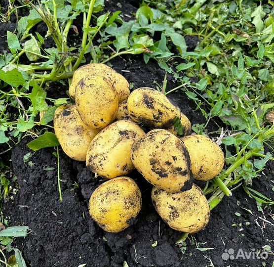 Картофель молодой оптом