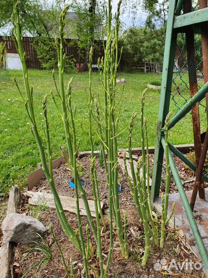 Спаржа (аспарагус), лапчатка желтая, таволга