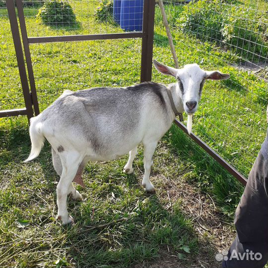 Козы дойные