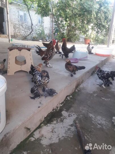 Китайские куры