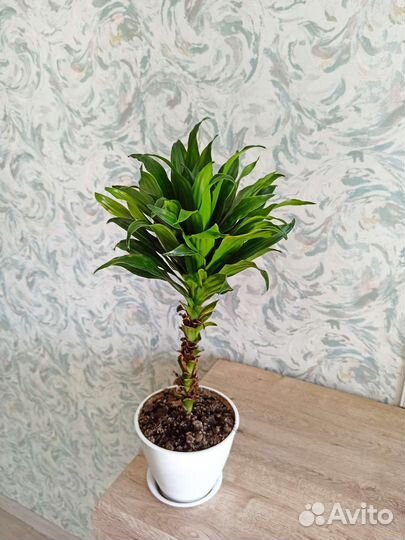 Драцена компакта