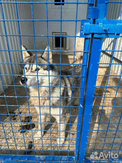 Собака хаски маламут в отлове