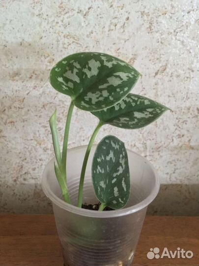 Цветы комнатные