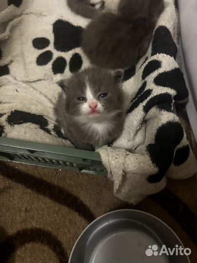 Вислоухие котята