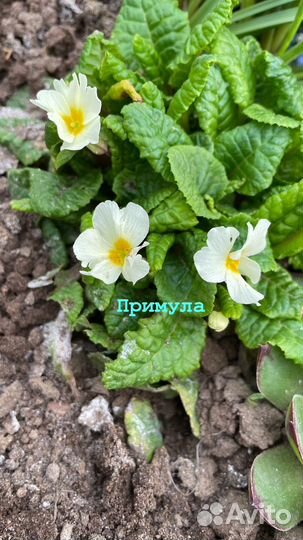 Многолетние цветы