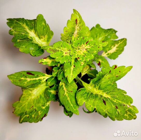 Колеусы вегетативные