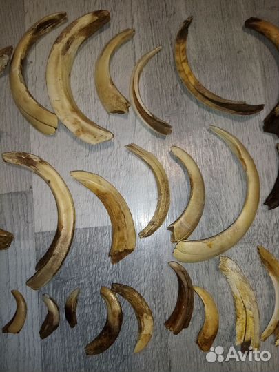 Клыки кабана