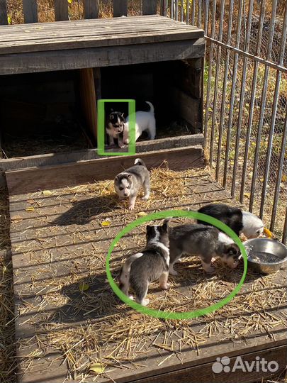 Щенки сибирской хаски