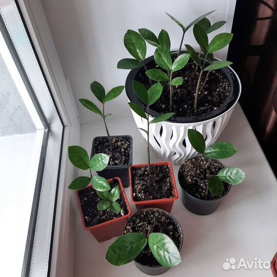 Замиокулькас (долларовое дерево)