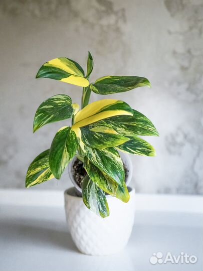 Монстера Standleyana, филодендрон желтая кобра