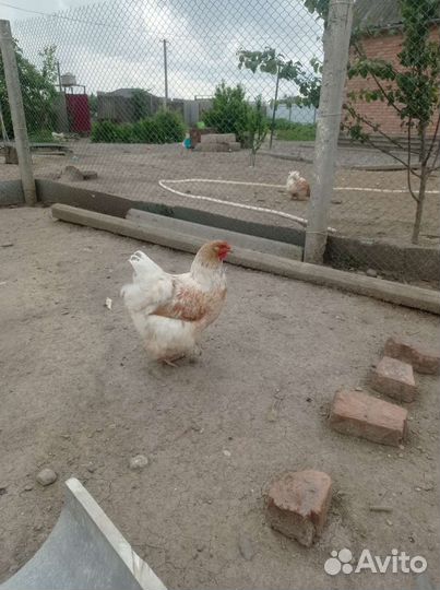 Куры и петухи брама
