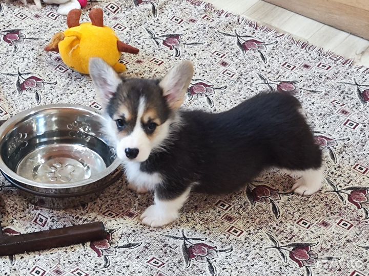 Корги Девочки