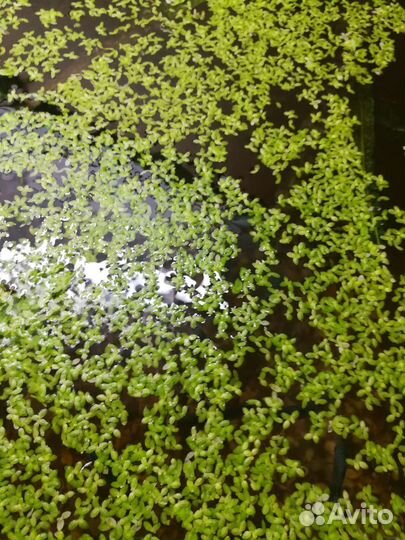 Дафния, инфузория, аулофорус, нематода, тетрамин