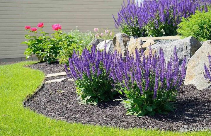 Цветы многолетние