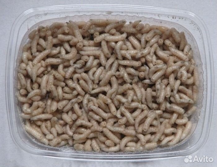 Живая наживка черви