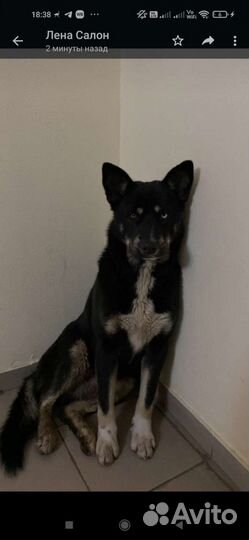 В добрые руки