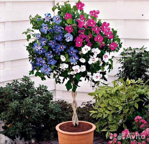 Гибискус сирийский