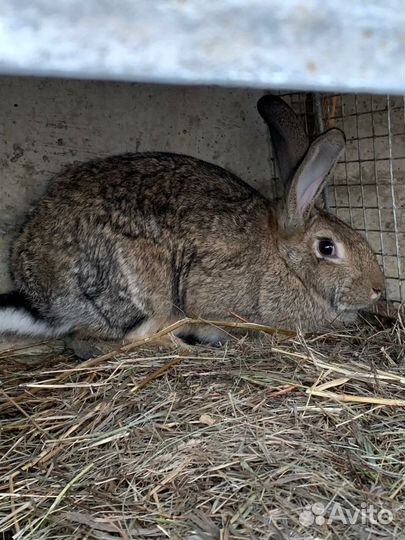 Кролики породы фландр