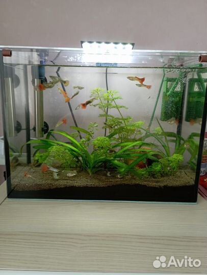 Аквариум