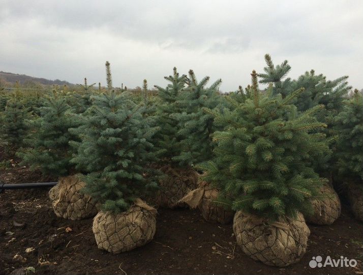 Кедр и голубые ели