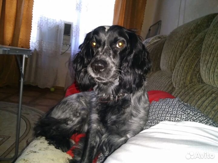 Вязка. Русский спаниель с родословной