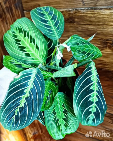 Maranta Lemon Limе Maranta Silver Band
