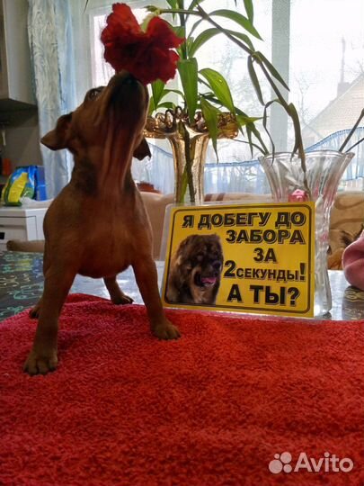 Щенки цвергпинчера