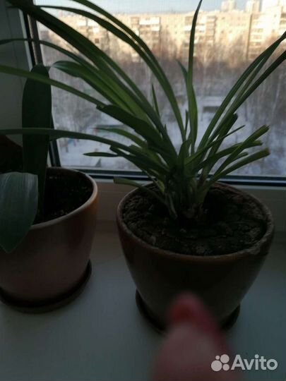 Дендробиум