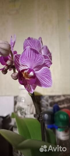 Орхидея фаленопсис мини Сого Вивьен