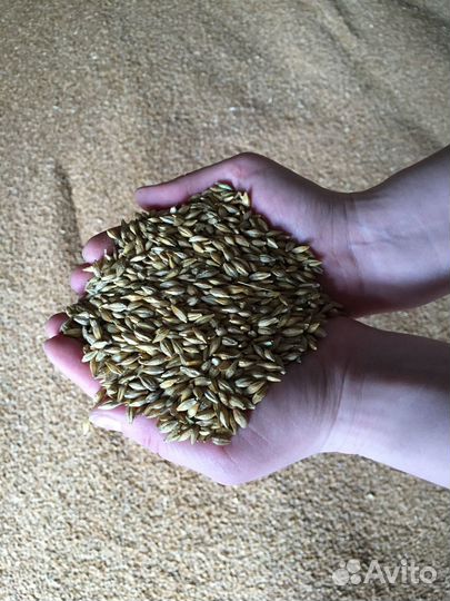 Зерно пшеница ячмень