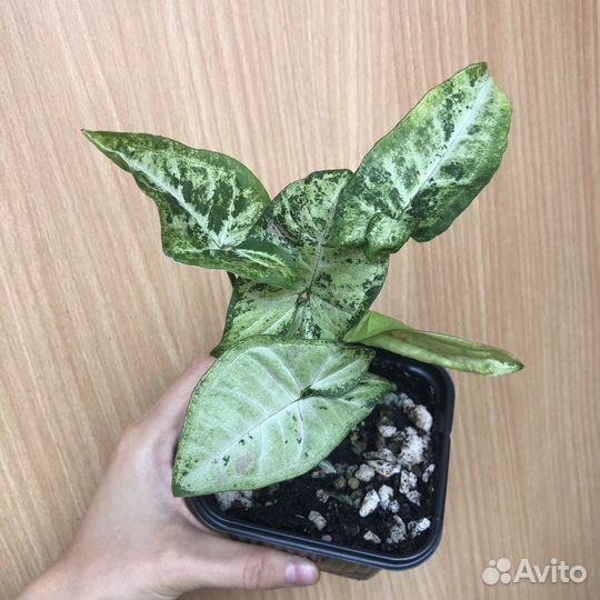 Сингониумы в ассортименте