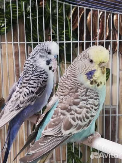 Волнистый попугай (чехи) пара, клетка