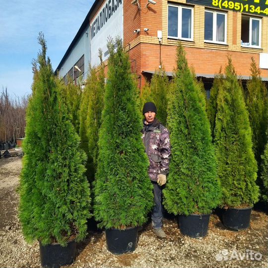 Туи смарагд 2-2,2м