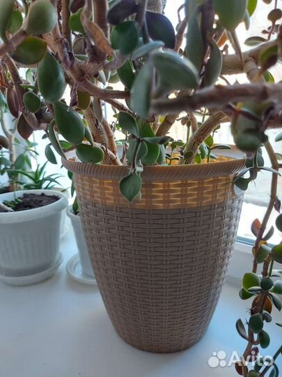 Цветок толстянка алоэ