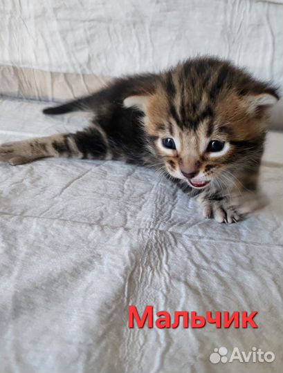 Бенгальские котята