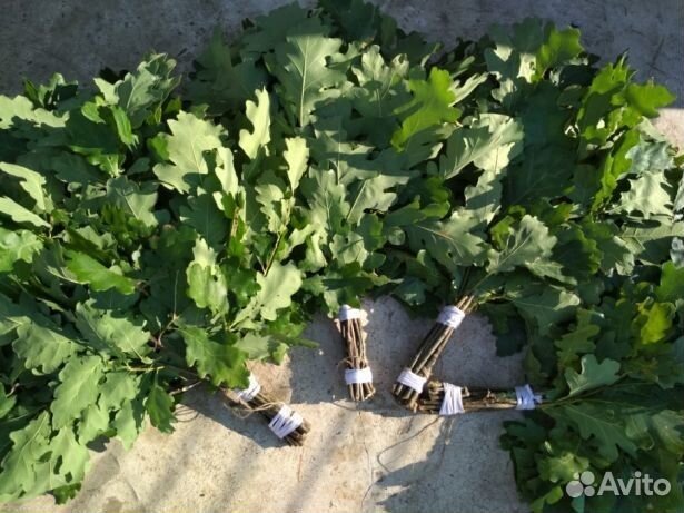 Банные дубовые веники