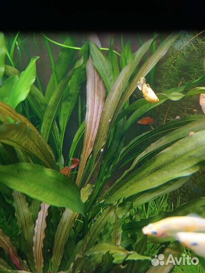 Эхинодорус, мох печеночный