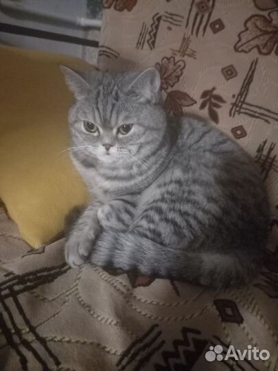 Британская